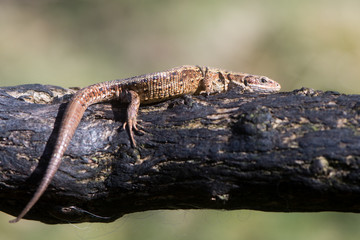 Viviparous lizard (Zootoca vivipara) on burnt gorse. Lizard in the family Lacertidae sunbathing on branch on Dartmoor, Devon, UK. 