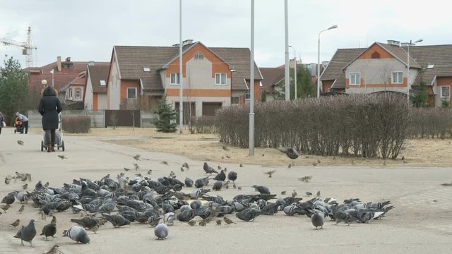 Flock of pigeons eating switchgrass on street of city in spring