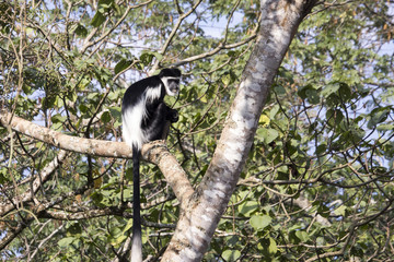 Black and white colobus monkey in tree