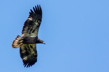 Young Eaglet in flight seen from below
