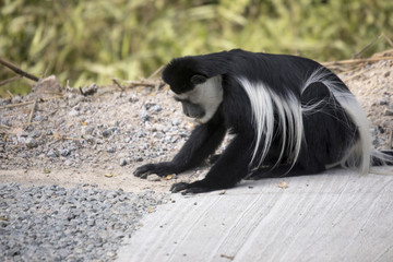 Black and white colobus monkey eating gravel