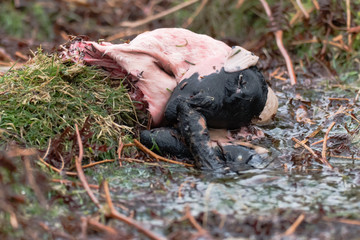Obraz premium Stillborn lamb partly eaten by scavengers. Dartmoor Scotch Blackface sheep lying on moorland, with eyes and flesh eaten by crows and buzzards