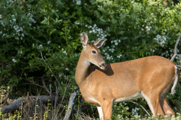 Young Deer by Trees