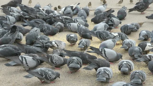 Flock of pigeons eating switchgrass on street of city in spring