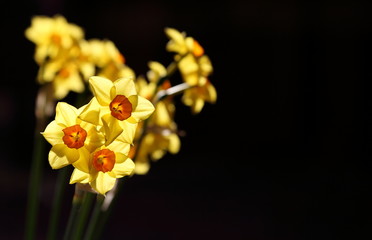 Spring daffodils isolated on plain background