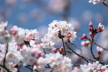 さくら