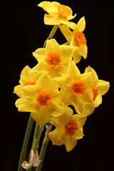 Spring daffodils isolated on plain background