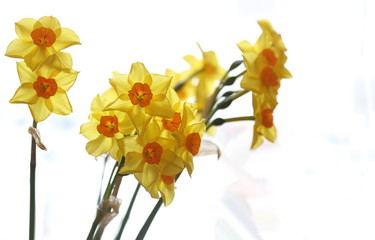 Spring daffodils isolated on plain background