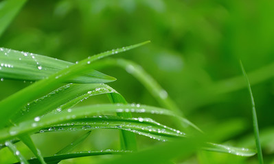 Grass after rain