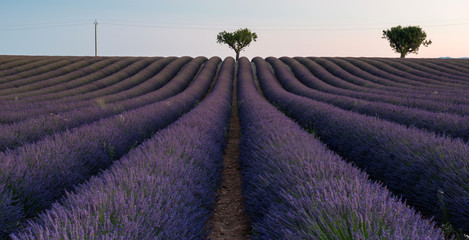 Lavender field