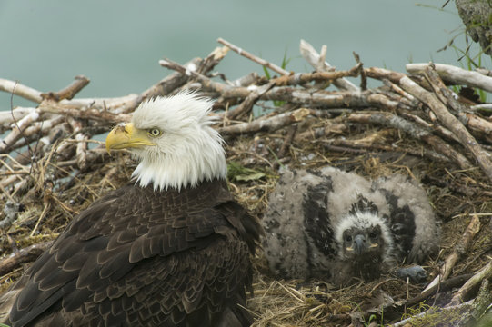 Bald Eagle With Chick In Nest