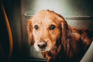 dog washing, bathing. Dog salon