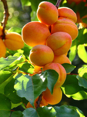Apricot Branch