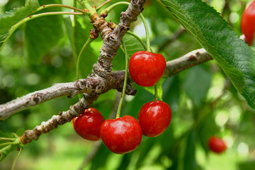 Cherries - Horizontal scene