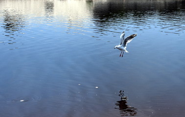 Seagull flying on beach. White seagull soaring in the blue sky over Crokers creek (Belmont - Nine Miles - Beach, NSW, Australia).