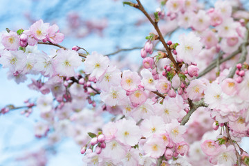 Fototapeta premium Sakura Blossoms