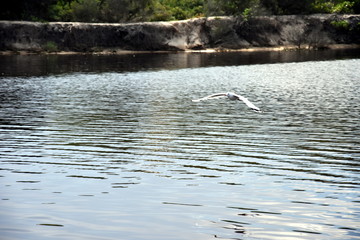 Obraz premium Seagull flying on beach. White seagull soaring in the blue sky over Crokers creek (Belmont - Nine Miles - Beach, NSW, Australia).