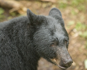 Black Bear Portrait, Anan Creek, Alaska