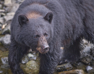 Fototapeta na wymiar Closeup of Black Bear and Beautiful Brown Eyes, Kake, Alaska