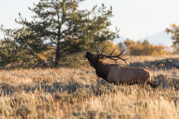 Rutting Bull Elk in Fall