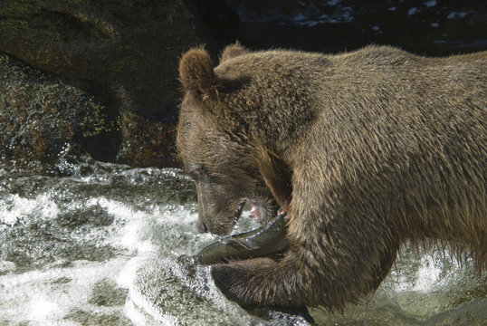 Brown Bear Eating Salmon, Anan Creek, Alaska