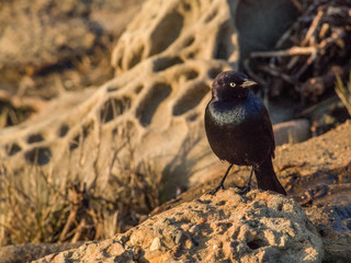 Bird in wildlife. Bird on a stone