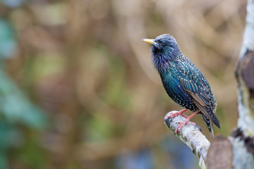 Obraz premium starling on an old tree