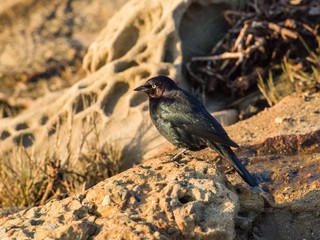 Bird in wildlife. Bird on a stone