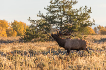 Naklejka na ściany i meble Rutting Bull Elk in Fall