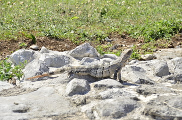 iguana