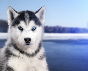 Portrait black and white Husky dog in the background of the snow river