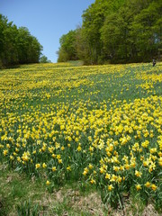 咲き乱れるラッパスイセン(宮城県)