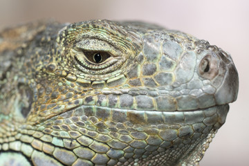 グリーンイグアナ　顔アップ