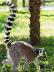 Naklejka premium Ring-tailed lemur (Lemure Catta)
