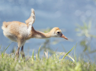 Fototapeta premium Sandhill Crane Chick