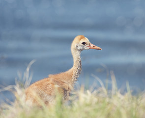 Sandhill Crane Chick
