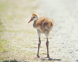 Sandhill Crane Chick