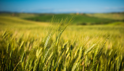 Wheat field