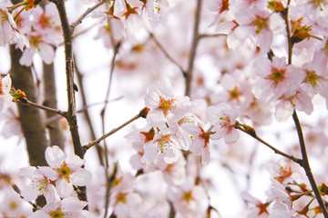 巴波桜