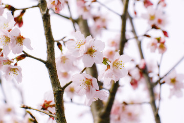 巴波桜