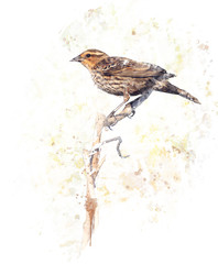 Brown Bird Watercolor
