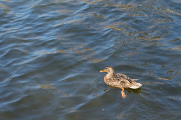Duck on pond.  Sunlight on water. Spring. Famale.