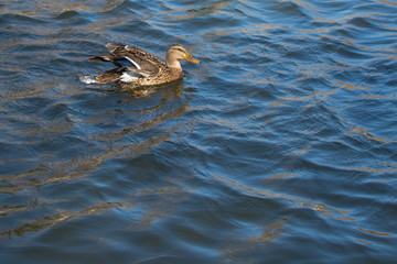 Duck on pond.  Sunlight on water. Spring. Female.