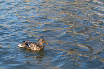 Duck on pond.  Sunlight on water. Spring. Female.