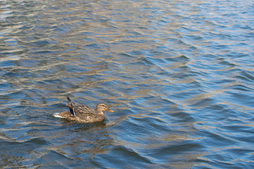 Ducks on pond.  Sunlight on water. Spring.  Slightly raised wings. Female.