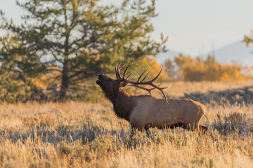 Rutting Bull Elk in Fall