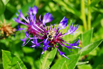 Bee Pollinating a Bachelors Button