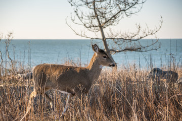 Deer with ocean in the background