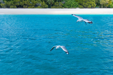 Fototapeta na wymiar Tropical beah with seaguls over turquoise blue water