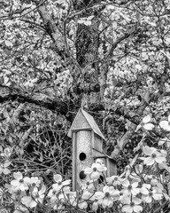 Dogwoods and Birdhouses II